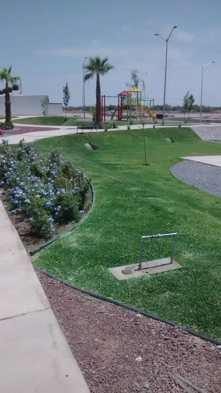 Orilla de plumbago junto al andador y los juegos del parque