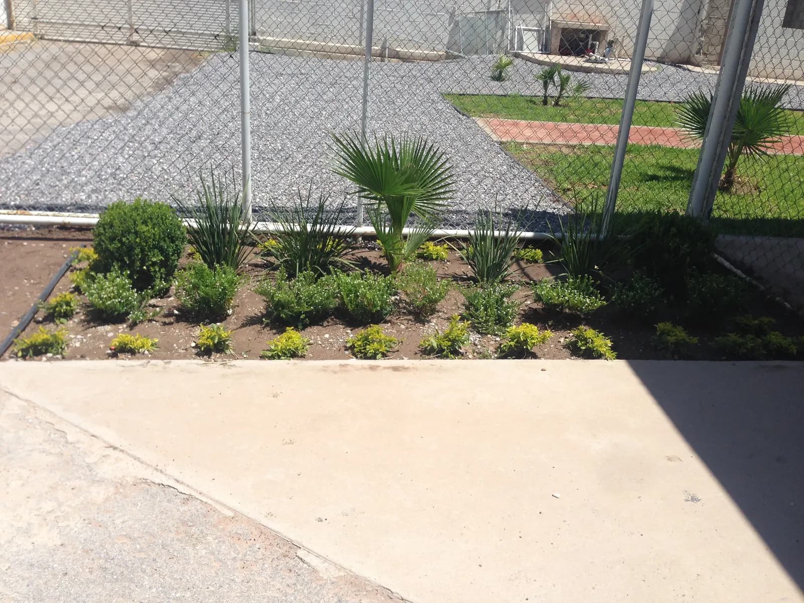 Jardinera con palmas y plantas junto a la cancha