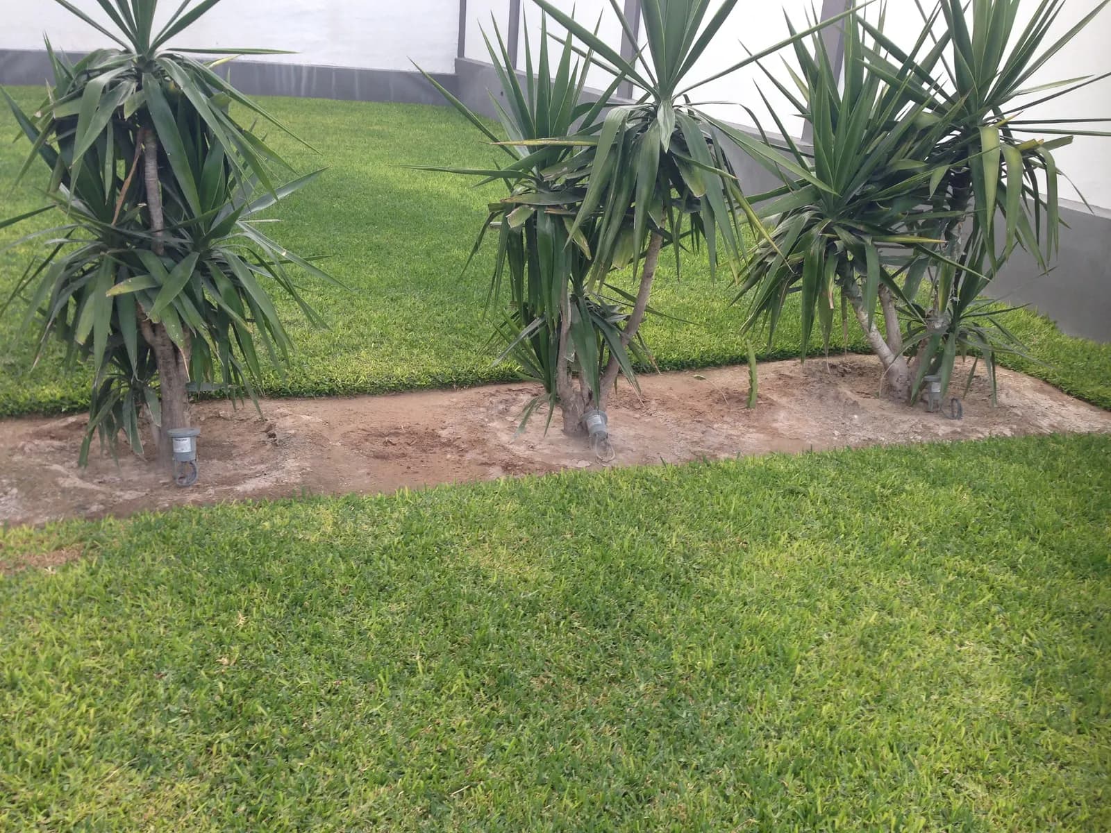 Yucas sobre el pasto junto a la barda