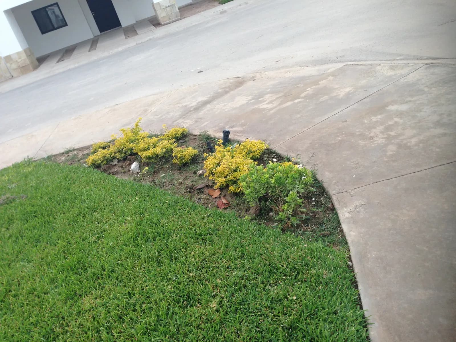 Jardinera de flor amarilla en la esquina de la banqueta